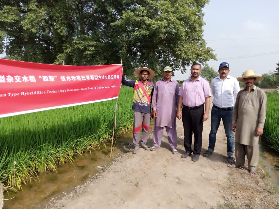 Se espera que una nueva variedad de arroz híbrido, desarrollada conjuntamente por expertos chinos y paquistaníes, se siembre en todo Pakistán este verano. [Foto: proporcionada]