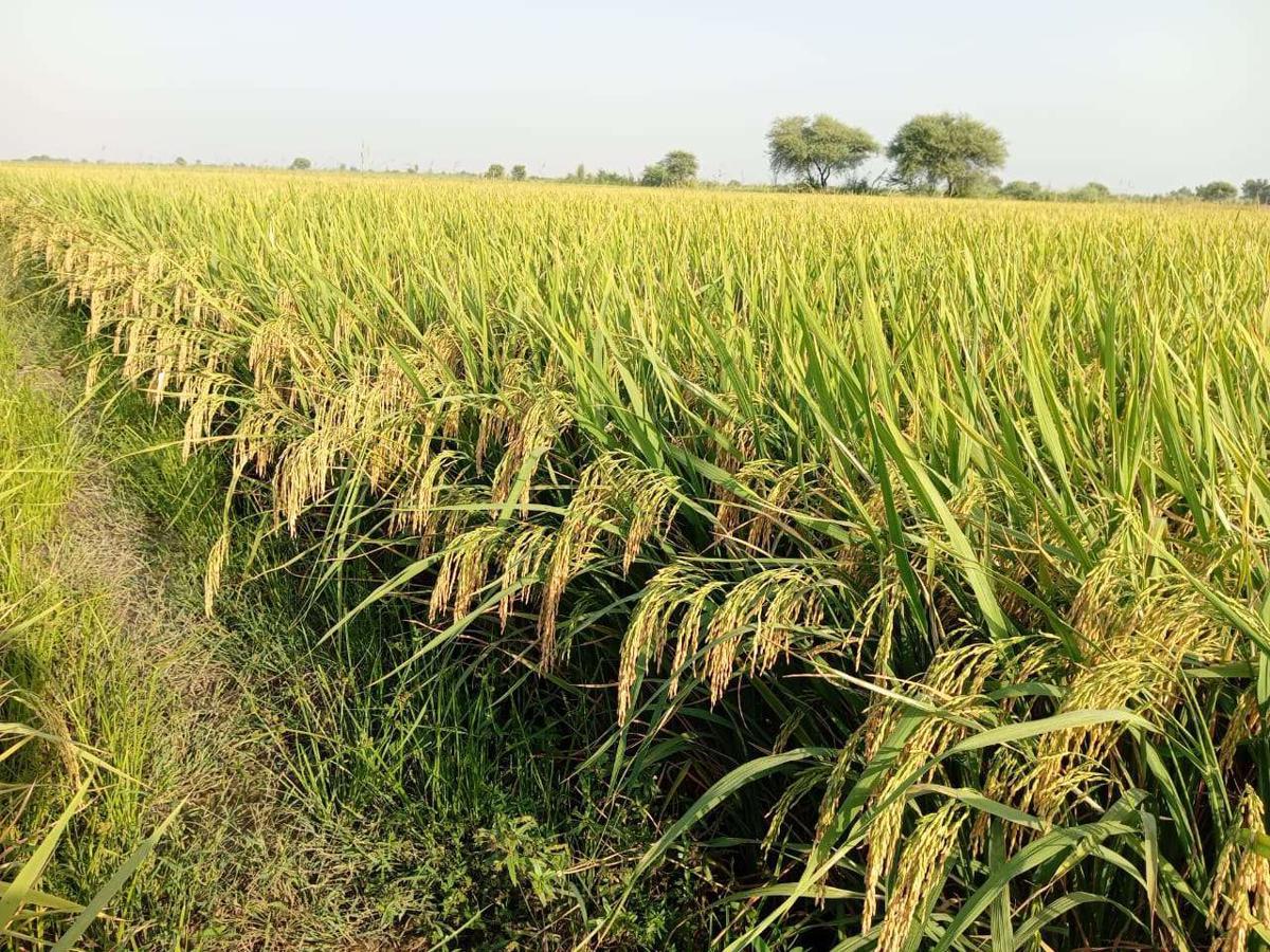 Se espera que una nueva variedad de arroz híbrido, desarrollada conjuntamente por expertos chinos y paquistaníes, se siembre en todo Pakistán este verano. [Foto: proporcionada]