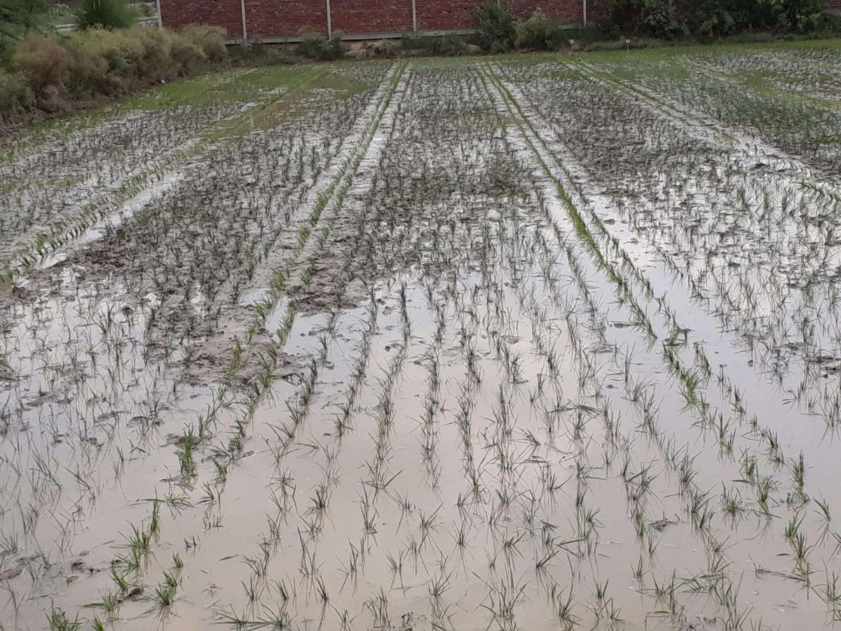 Se espera que una nueva variedad de arroz híbrido, desarrollada conjuntamente por expertos chinos y paquistaníes, se siembre en todo Pakistán este verano. [Foto: proporcionada]