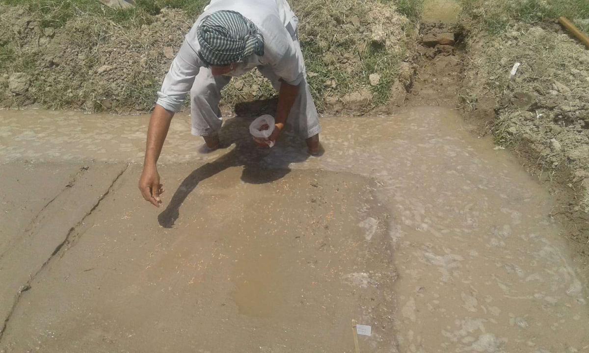 Se espera que una nueva variedad de arroz híbrido, desarrollada conjuntamente por expertos chinos y paquistaníes, se siembre en todo Pakistán este verano. [Foto: proporcionada]