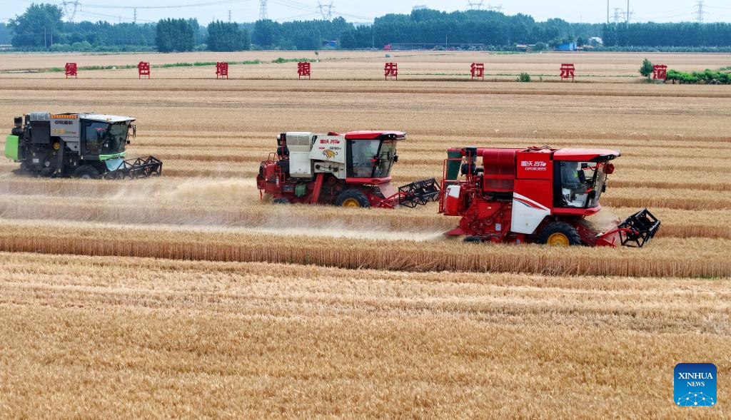Cosechadoras recolectan trigo en Qingdao, Shandong
