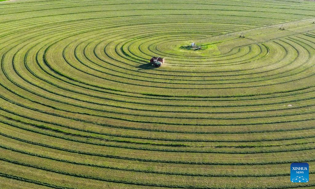 Una fotografía aérea tomada con un dron el 31 de mayo de 2026 muestra una cosechadora y un camión trabajando en un campo de cultivo de forraje en la Bandera de Ar Horqin, ciudad de Chifeng, en la región autónoma de Mongolia Interior (norte de China). En los últimos años, el cultivo de forraje de alta calidad ha contribuido a frenar la desertificación de los pastizales en la Bandera de Ar Horqin, que actualmente alberga cerca de 700.000 mu (aproximadamente 46.667 hectáreas) de campos de forraje de primera calidad. (Foto de Li Fu/Xinhua)