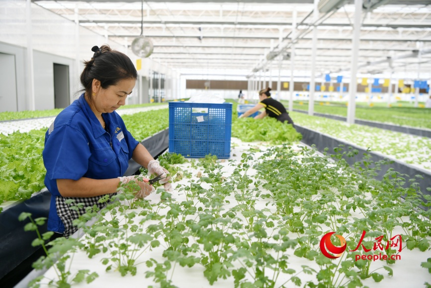 Novedosa fábrica de plantas inteligente produce vegetales de alta calidad en Xinjiang
