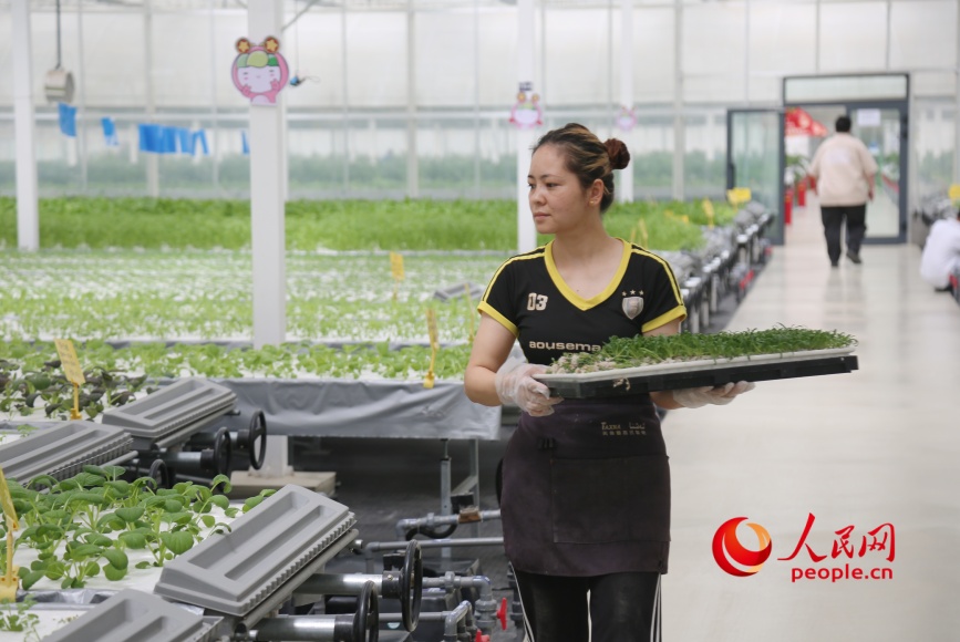 Un trabajador traslada plántulas de verduras a bandejas de cultivo hidropónico en la fábrica inteligente de frutas y hortalizas de Yongkutongxin, Kuqa, Región Autónoma Uigur de Xinjiang. (Diario del Pueblo digital/ Li Long)