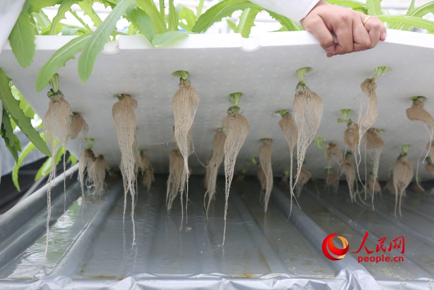 Un sistema de circulación de nutrientes para cultivo sin suelo funciona en la fábrica inteligente de frutas y hortalizas de Yongkutongxin, Kuqa, Región Autónoma Uigur de Xinjiang. (Diario del Pueblo digital/ Li Long)