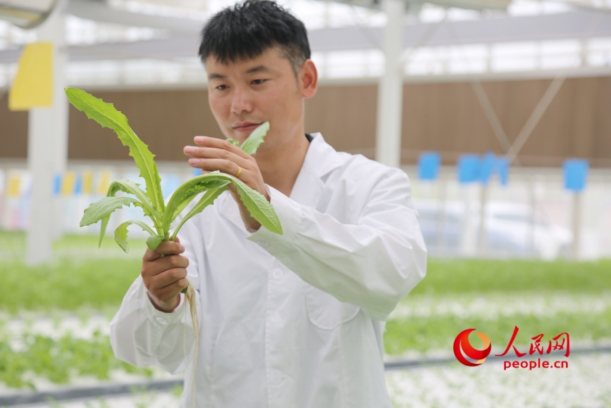 Un trabajador revisa las condiciones de crecimiento de las raíces en la fábrica inteligente de frutas y hortalizas de Yongkutongxin, Kuqa, Región Autónoma Uigur de Xinjiang. (Diario del Pueblo digital/ Li Long)