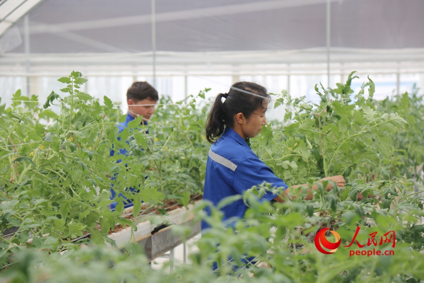 Los trabajadores podan ramas de tomate en una fábrica de agricultura inteligente en la fábrica inteligente de frutas y hortalizas de Yongkutongxin, Kuqa, Región Autónoma Uigur de Xinjiang. (Diario del Pueblo digital/ Li Long)