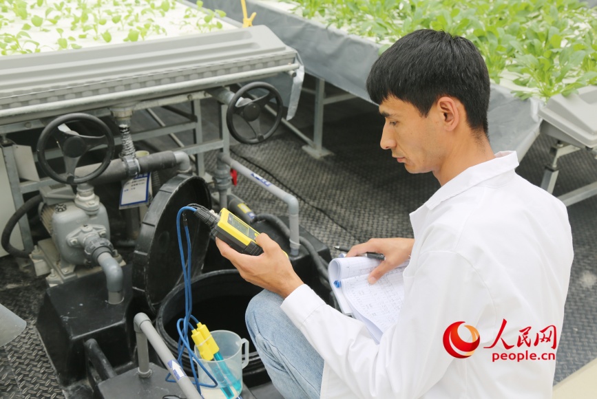 Un técnico revisa el nivel de pH de las soluciones nutritivas en la fábrica inteligente de frutas y hortalizas de Yongkutongxin, Kuqa, Región Autónoma Uigur de Xinjiang. (Diario del Pueblo digital/ Li Long)