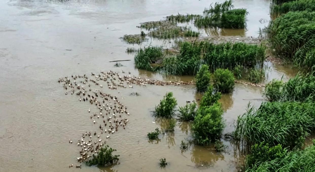 Voluntarios se unen a la búsqueda y captura de 20.000 patos desaparecidos en Wuhan