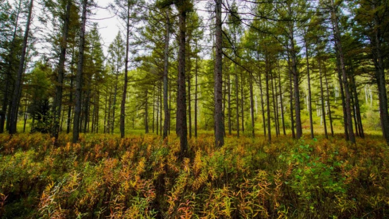 Red forestal respaldada por China invierte 45 millones de dólares en Asia-Pacífico