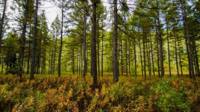 Red forestal respaldada por China invierte 45 millones de dólares en Asia-Pacífico