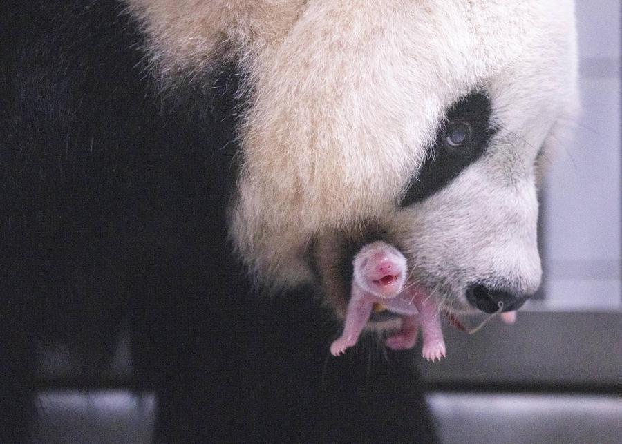 Parque surcoreano Everland lanzará campaña pública para elegir nombre de cría de panda gigante recién nacida