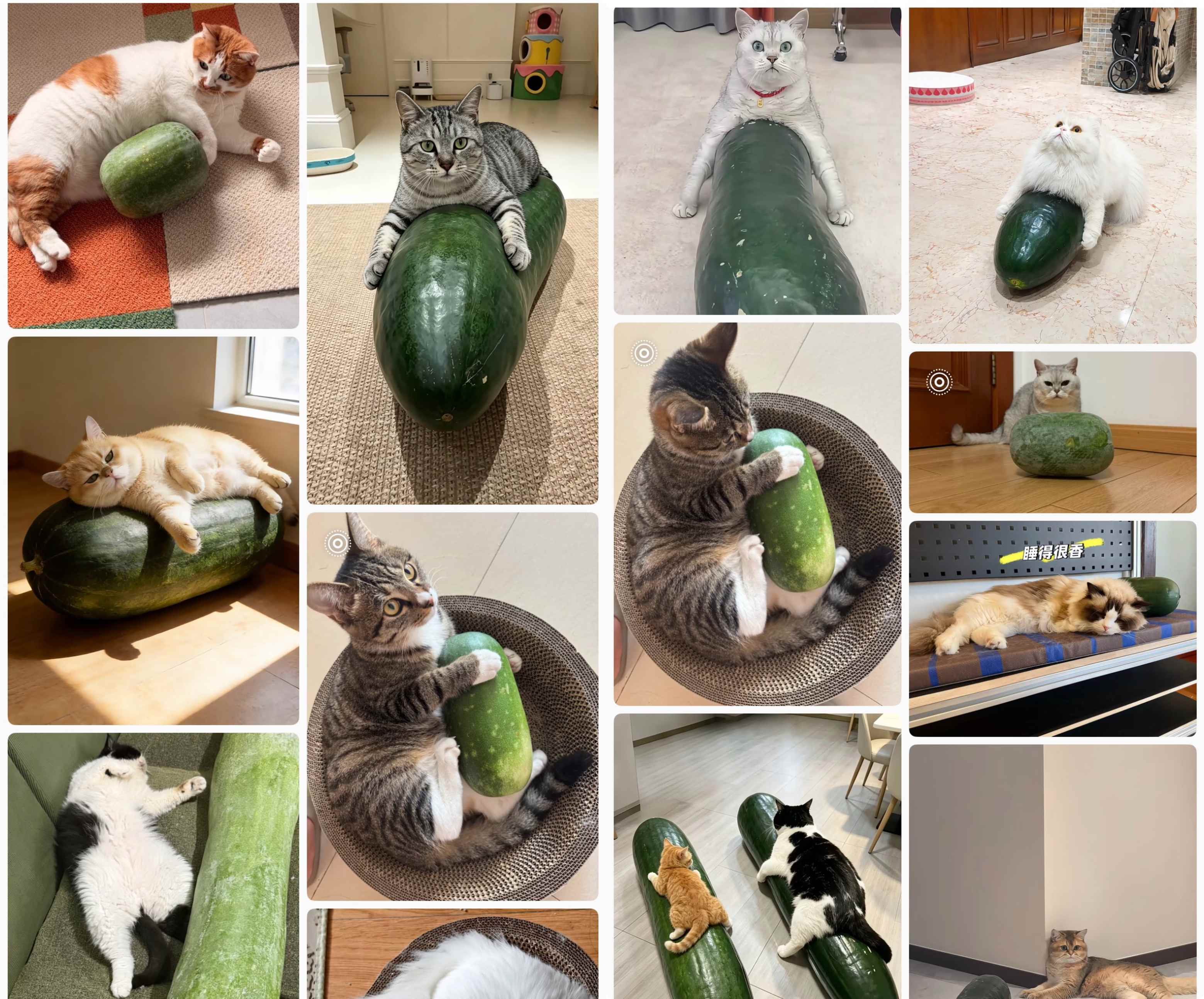 El melón de invierno se convierte en un popular "compañero refrescante" para mascotas en China