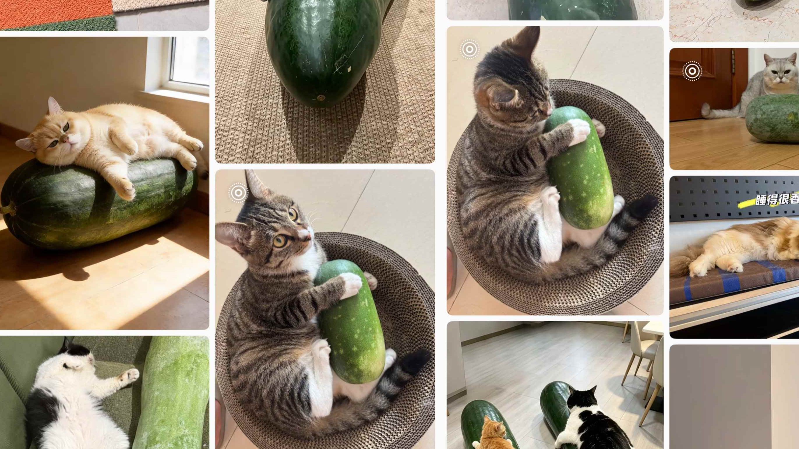 El melón de invierno se convierte en un popular "compañero refrescante" para mascotas en China