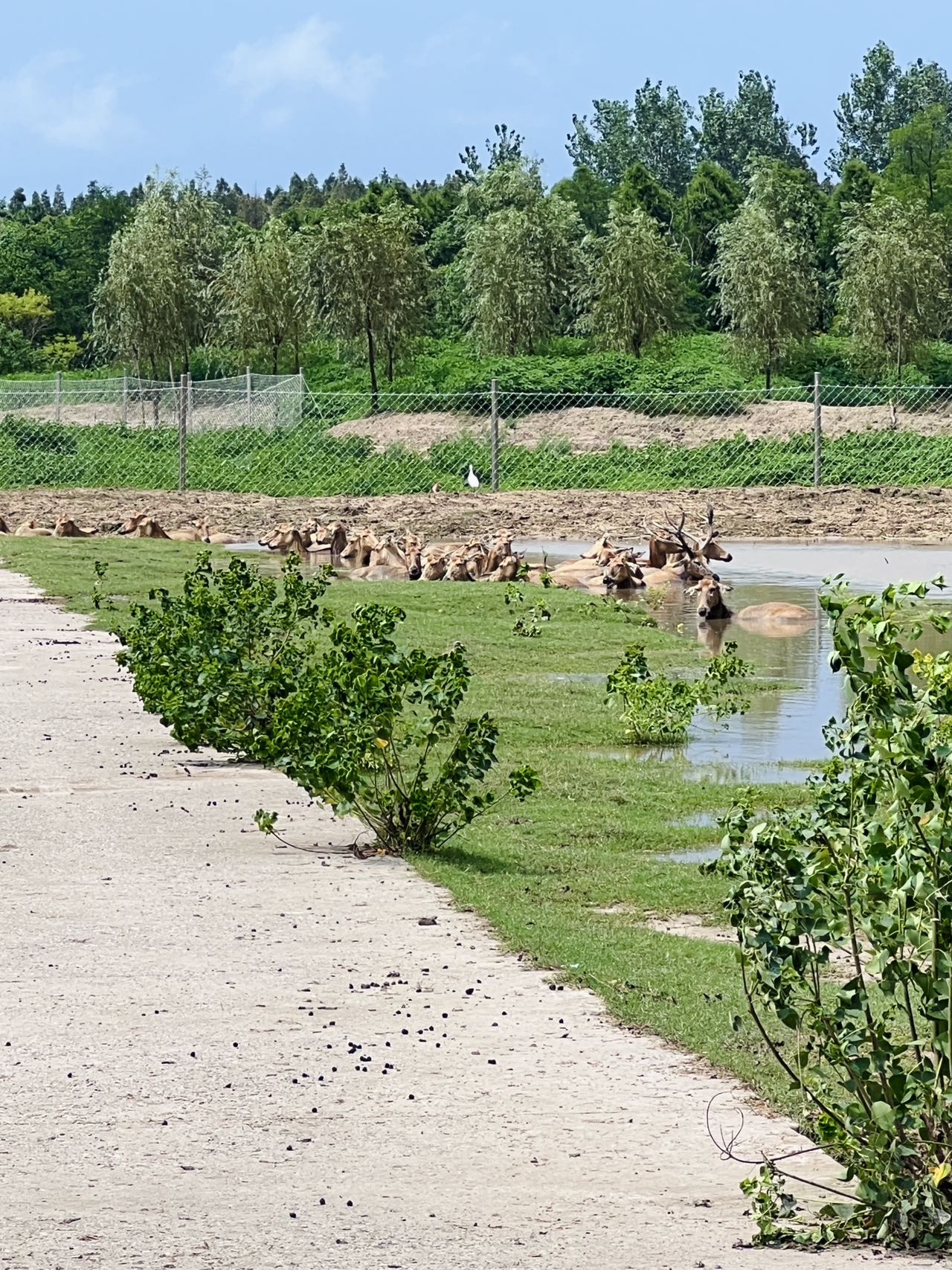 China Avanza | De la extinción al mayor santuario de ciervos milú del mundo: la historia de éxito de una reserva natural en Jiangsu