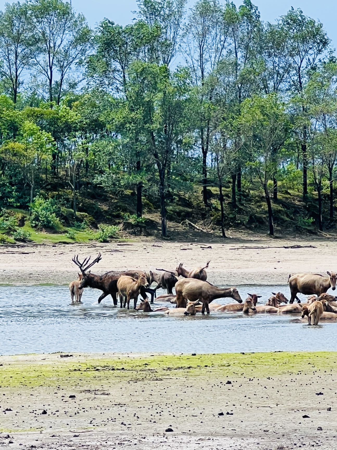 Imagen&nbsp;de&nbsp;una&nbsp;manada&nbsp;de&nbsp;ciervos&nbsp;milú&nbsp;en&nbsp;la&nbsp;Reserva&nbsp;Natural&nbsp;Nacional&nbsp;del&nbsp;Ciervo&nbsp;Milú&nbsp;de&nbsp;Dafeng&nbsp;en&nbsp;la&nbsp;ciudad&nbsp;de&nbsp;Yancheng,&nbsp;el&nbsp;23&nbsp;de&nbsp;julio&nbsp;de&nbsp;2026.&nbsp;Foto&nbsp;por&nbsp;Álvaro&nbsp;Lago,&nbsp;Diario&nbsp;del&nbsp;Pueblo&nbsp;digital.