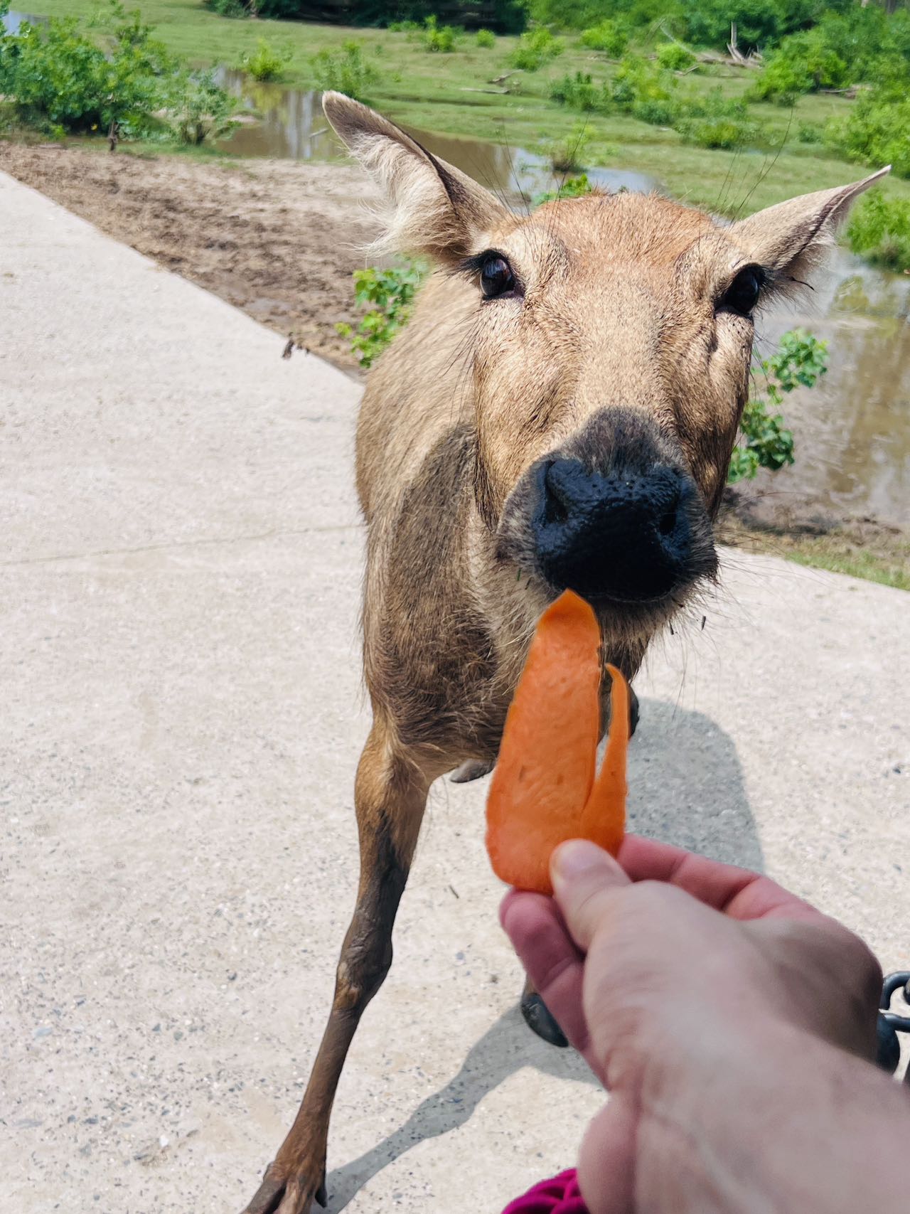 Imagen&nbsp;de&nbsp;un&nbsp;ciervo&nbsp;milú&nbsp;siendo&nbsp;alimentado&nbsp;por&nbsp;los&nbsp;turistas&nbsp;en&nbsp;la&nbsp;Reserva&nbsp;Natural&nbsp;Nacional&nbsp;del&nbsp;Ciervo&nbsp;Milú&nbsp;de&nbsp;Dafeng&nbsp;en&nbsp;la&nbsp;ciudad&nbsp;de&nbsp;Yancheng,&nbsp;el&nbsp;23&nbsp;de&nbsp;julio&nbsp;de&nbsp;2026.&nbsp;Foto&nbsp;por&nbsp;Álvaro&nbsp;Lago,&nbsp;Diario&nbsp;del&nbsp;Pueblo&nbsp;digital.