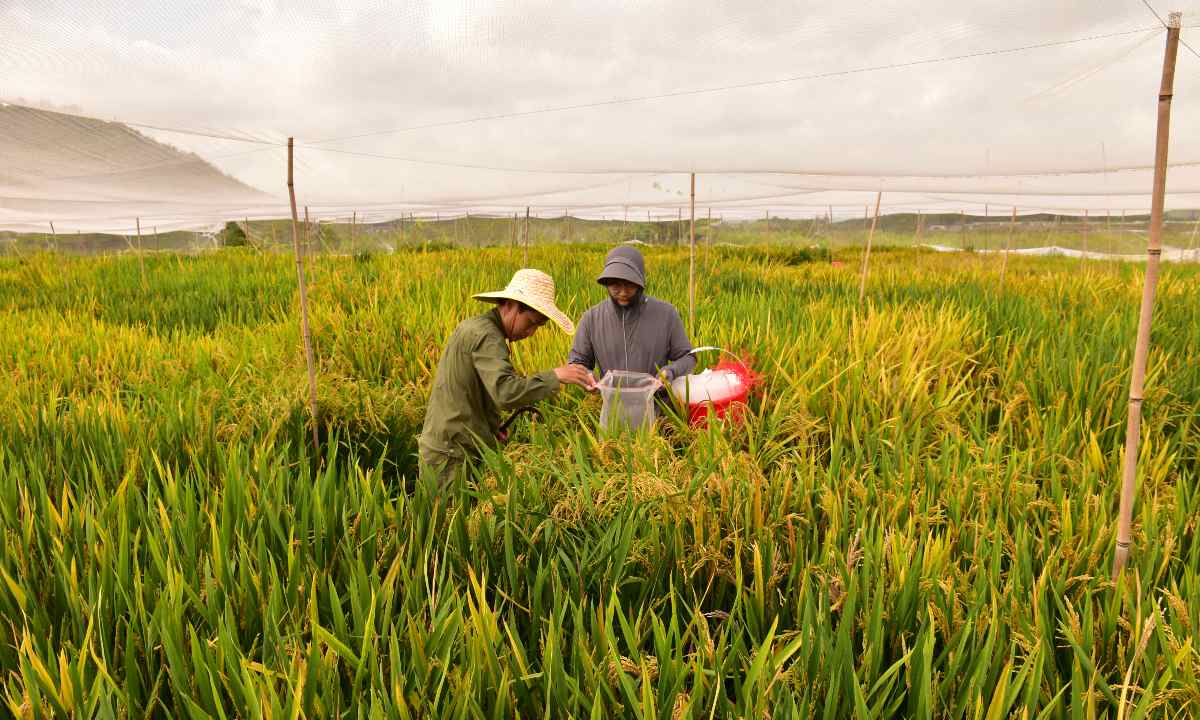 Científicos chinos logran un importante avance en arroz híbrido con una eficiencia de clonación cercana al 100%