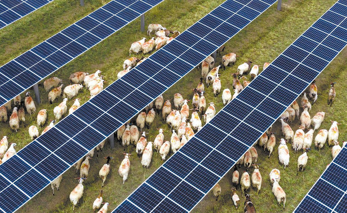 Las "ovejas fotovoltaicas", un modelo ganador en Qinghai
