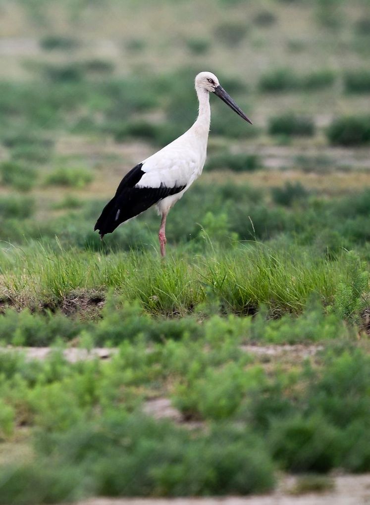 Inscriben a santuario de aves migratorias del archipiélago de Changshan de China en lista de Patrimonio Natural de la Humanidad