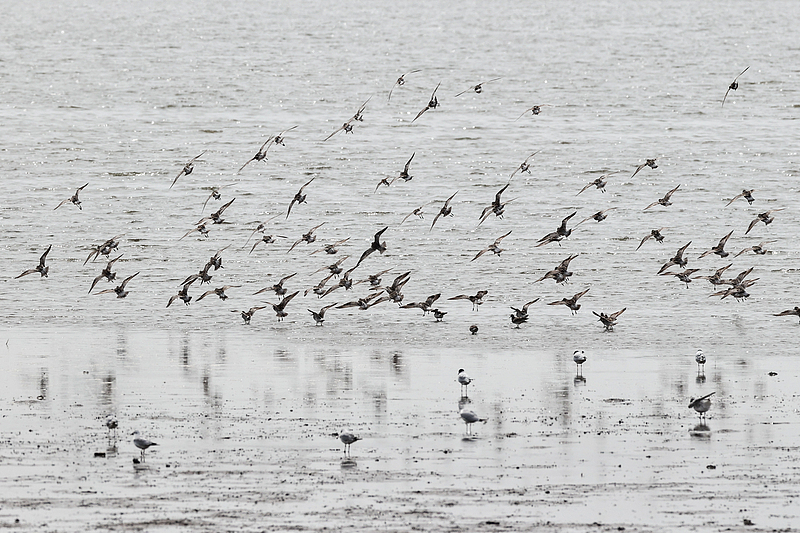 Nuevos santuarios de aves migratorias de China se suman a la Lista del Patrimonio Natural de la UNESCO