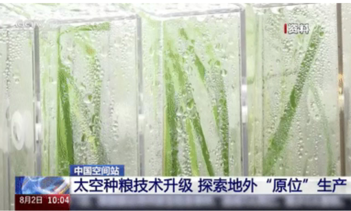 China cosecha las primeras muestras de arroz cultivadas a partir de "semillas espaciales" en la estación de Tiangong