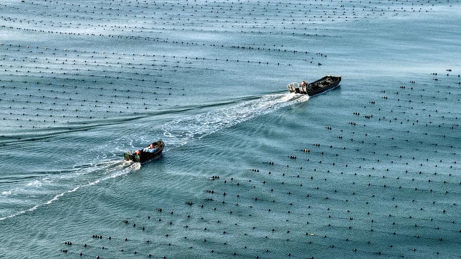 Economía marina de China registra crecimiento constante en primer semestre de 2026