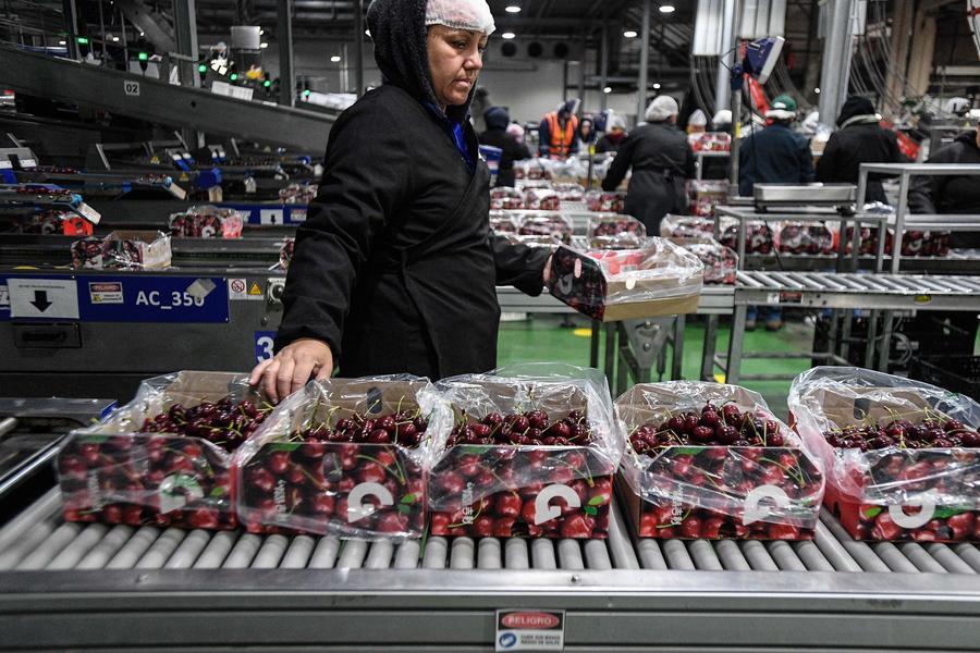 Exportaciones de alimentos chilenos superan registro histórico de enero a julio de 2026