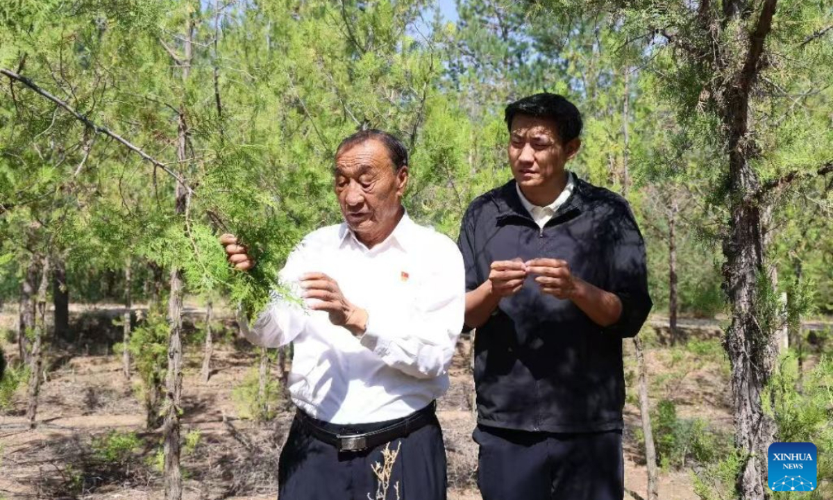 Shi Jianyang (a la derecha) y su abuelo comprueban el crecimiento de los árboles en una zona forestal de Dingbian, en Yulin, provincia de Shaanxi, año 2026.