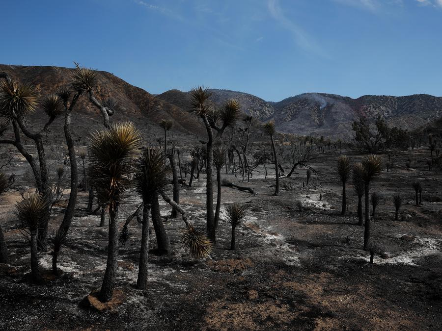 Incendio forestal de rápido crecimiento deja 6 heridos y obliga a 42.000 a evacuar cerca de frontera Nevada-California, EEUU