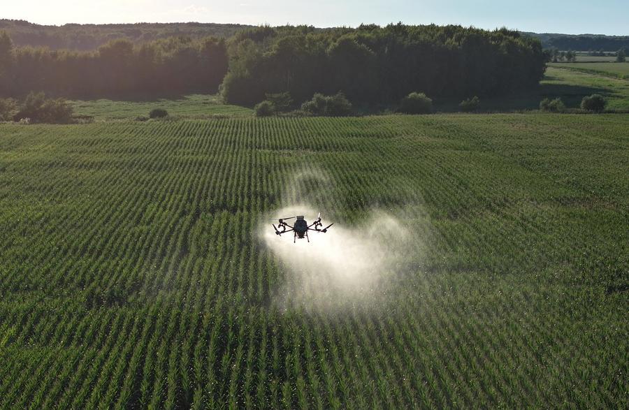 Imagen tomada con un dron el 25 de agosto de 2026 de un dron de protección de cultivos realizando operaciones de fumigación en un campo de maíz perteneciente al Grupo Beidahuang, en la provincia de Heilongjiang, en el noreste de China. (Xinhua/Wang Jinbin) 