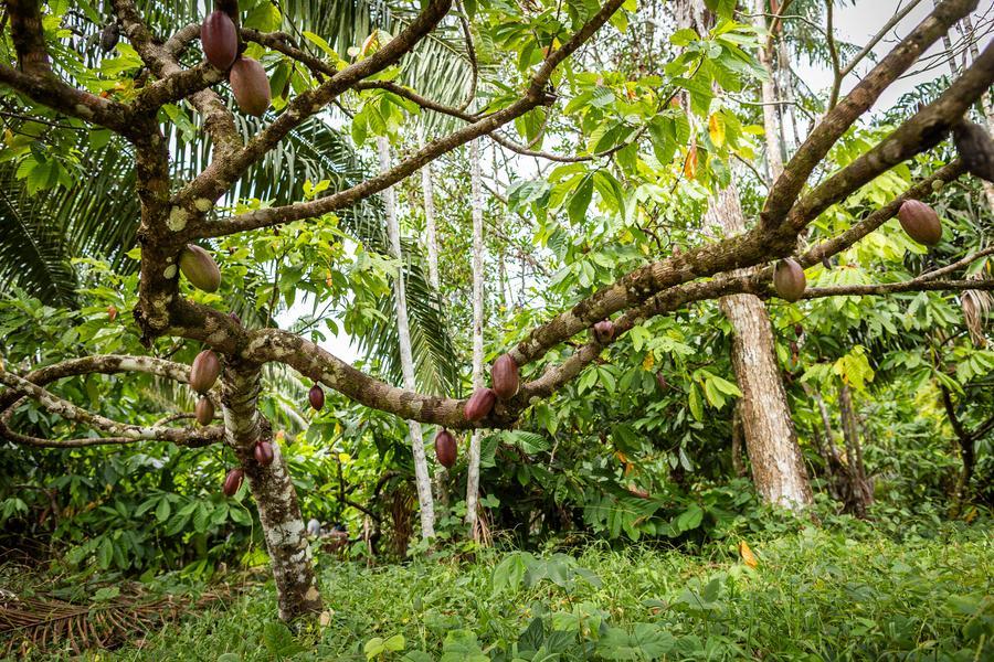 Gobierno de Brasil inyecta recursos para fondos de preservación y desarrollo de la selva amazónica