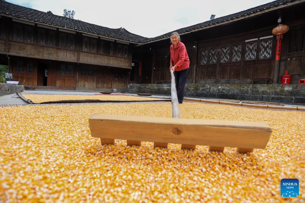 Agricultores están ocupados con la cosecha de otoño en China