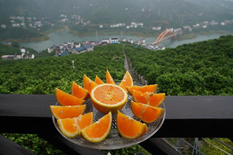 En los huertos montañosos de China, las naranjas toman vuelo