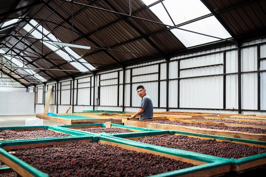 Imagen del 3 de febrero de 2025 de un trabajador de las Fincas Kotowa removiendo granos de café, en la provincia de Chiriquí, Panamá. (Xinhua/Xu Yongzheng)