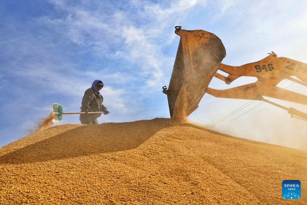 Principal productora de cereales de China registra una cosecha abundante durante las vacaciones por el Día Nacional