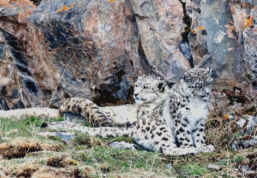 China refuerza protección para creciente población de leopardos de las nieves