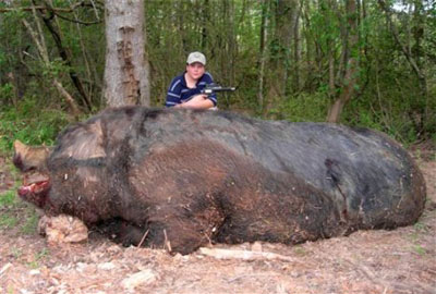Niño mata un enorme puerco salvaje Niño mata un enorme puerco salvaje