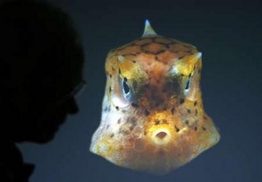 Descubren nuevas especies en zonas marítimas cercanas a las Filipinas