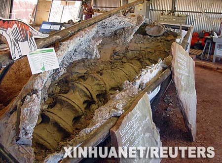Descubren fósiles de gigantesco dinosaurio herbívoro en Argentina