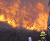 Incendios devoran 40.000 hectareas de bosque en California, EEUU \r\n