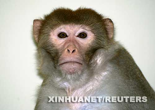 Científicos estadounidenses logran clonar embriones de primates