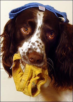 Perro inglés, “gastrónomo” de ropa interior humano