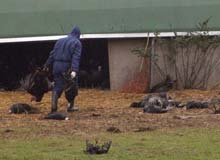 Gripe aviar mortal H5N1 descubierta en una granja polaca de pavos