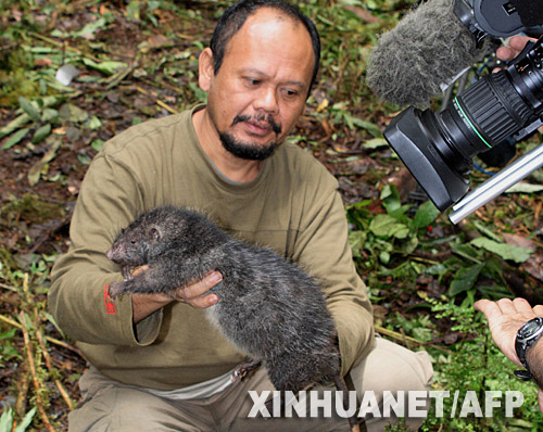 Raton gigante Raton gigante