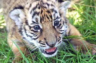 Cachorro de tigre del sur de China goza de buena salud