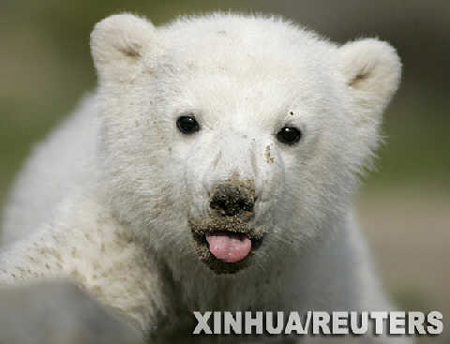 Osito Knut de repudiado a estrella en Hollywood