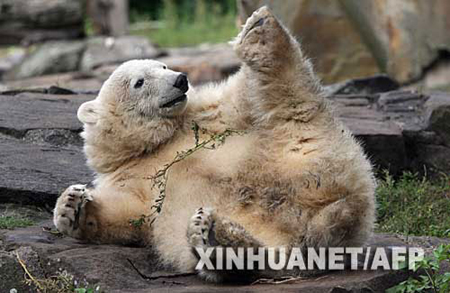 Osito Knut de repudiado a estrella en Hollywood