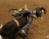 ¿Dejará domarse el jenete por el toro?