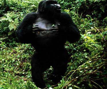 Un turista estaba en peligro de ser arrastrado al bosque por una gorila furiosa en Luanda